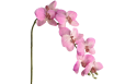 Dirbtinė Orchidėja