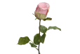 Dirbtinė rožė