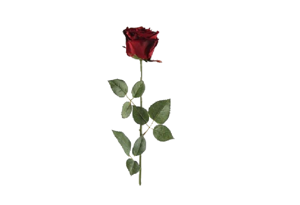 Dirbtinė gėlė rožė red